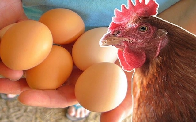 Cách Nuôi Gà Đẻ Nhiều Trứng - Kích Thích Gà Đẻ Nhiều Trứng Thường Xuyên