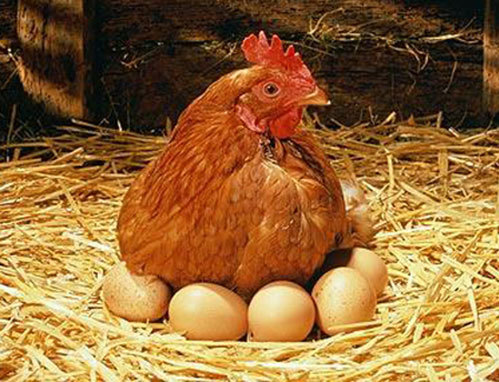 4 cách nuôi gà mái đẻ mà không ai nói cho bạn biết!